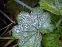 Raureif und gefrorene Tropfen auf Blatt